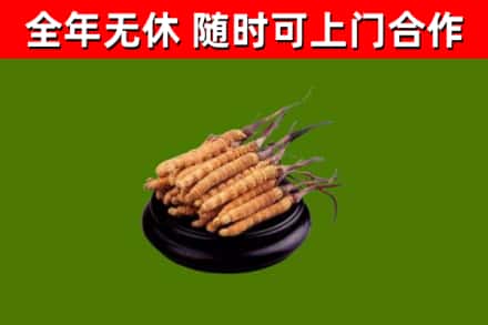 东宁市烟酒回收冬虫夏草.jpg